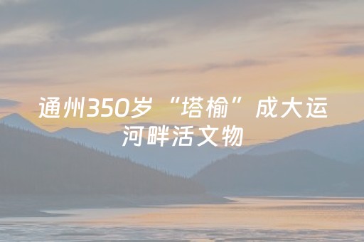 通州350岁“塔榆”成大运河畔活文物